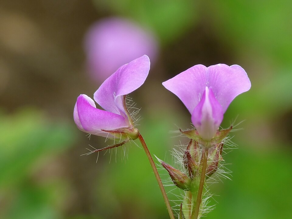 Trei-flori beggarweed