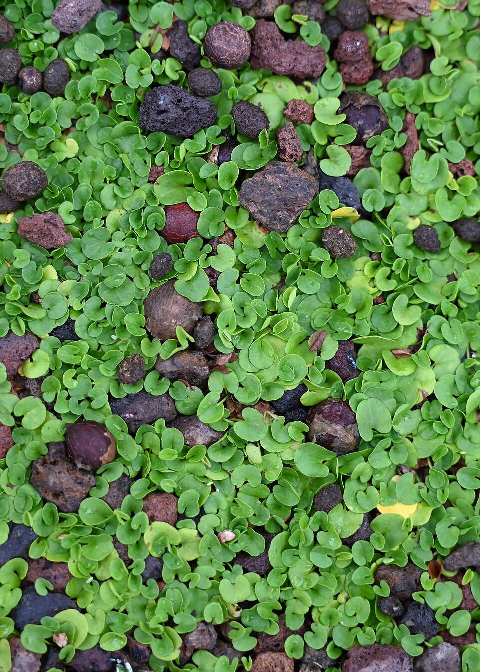Potcoava asiatică