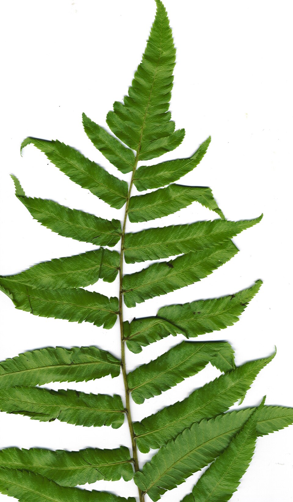 Ferigă vegetală — Diplazium esculentum