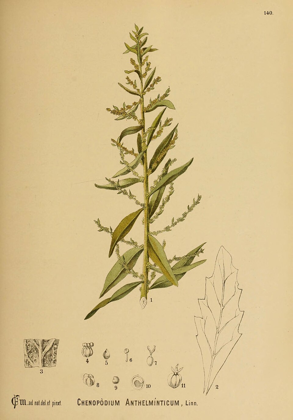Wormseed