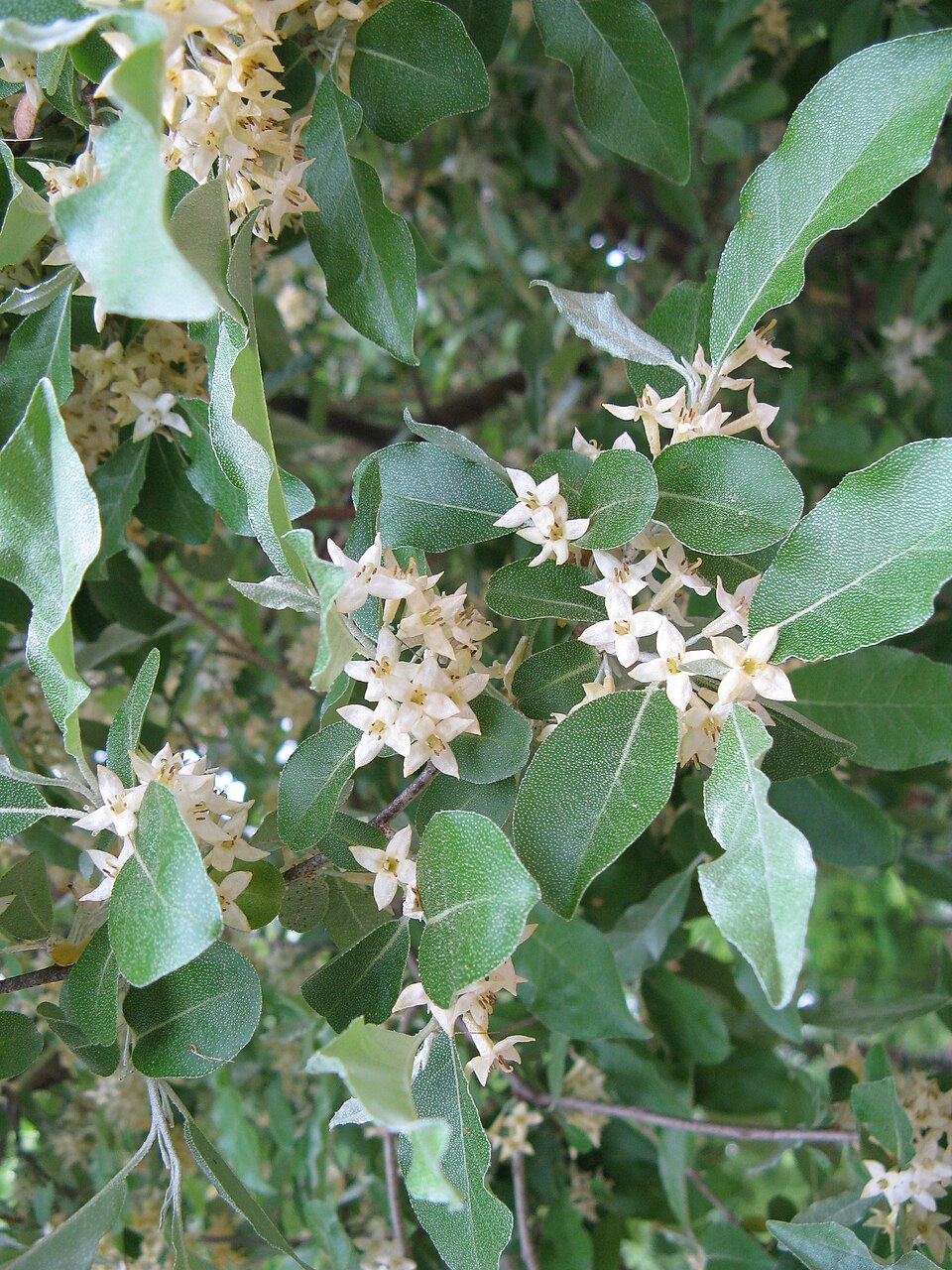 Măslin de toamnă — Elaeagnus umbellata