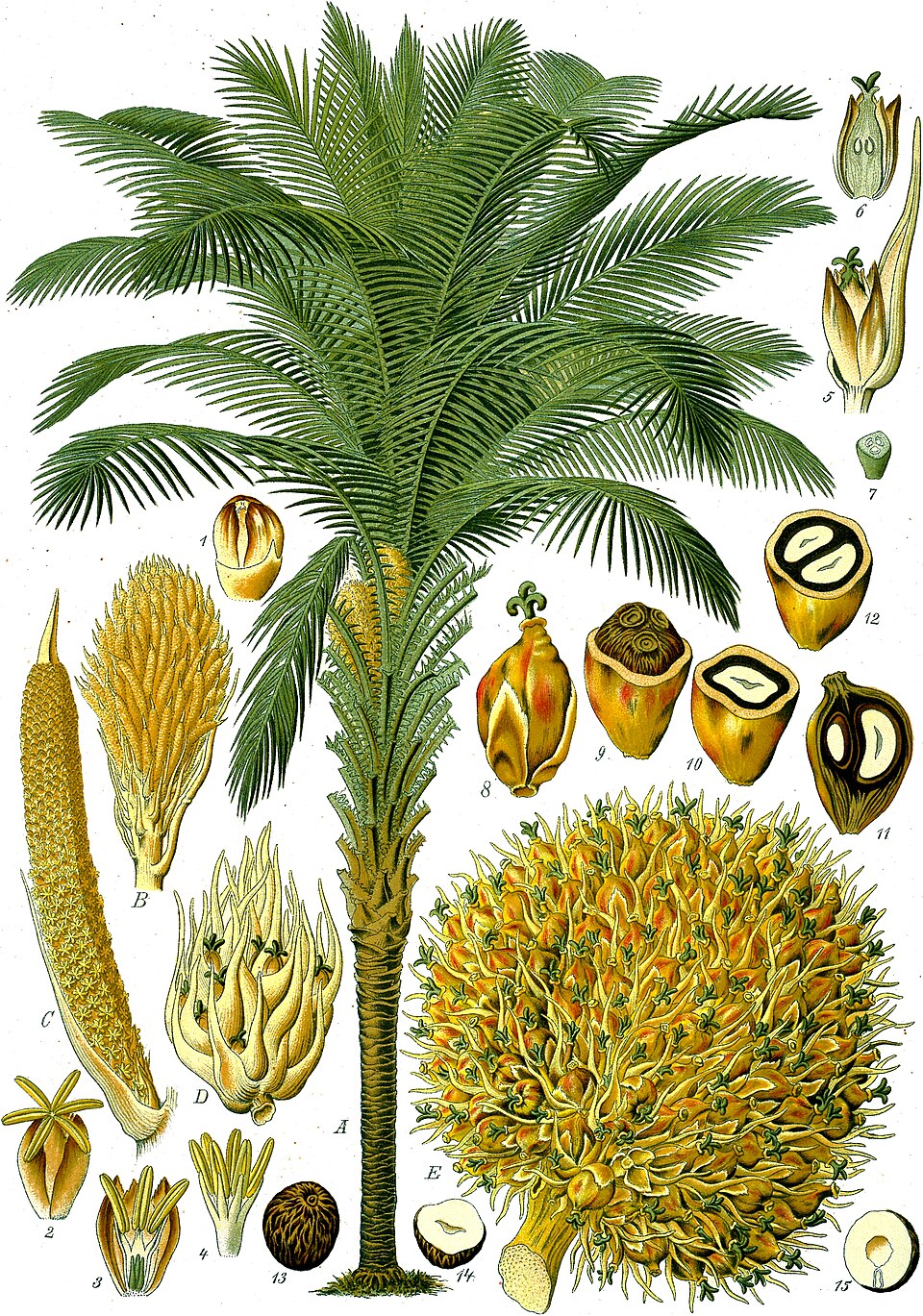 Palmier de ulei african