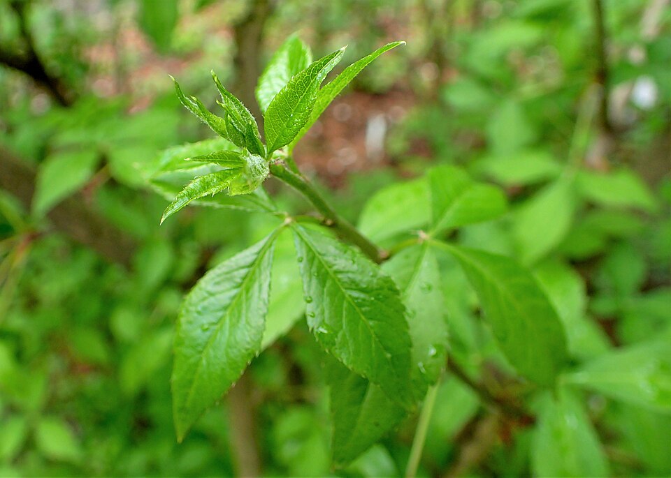 Eleuterococ cu frunze divergente — Eleutherococcus divaricatus
