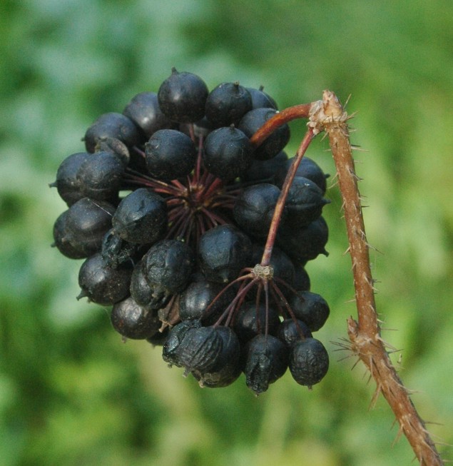 Ginseng siberian