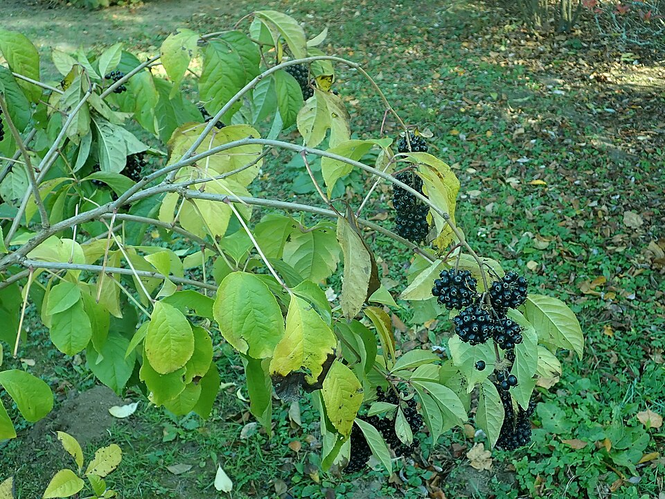 Eleuterococ cu flori sesile