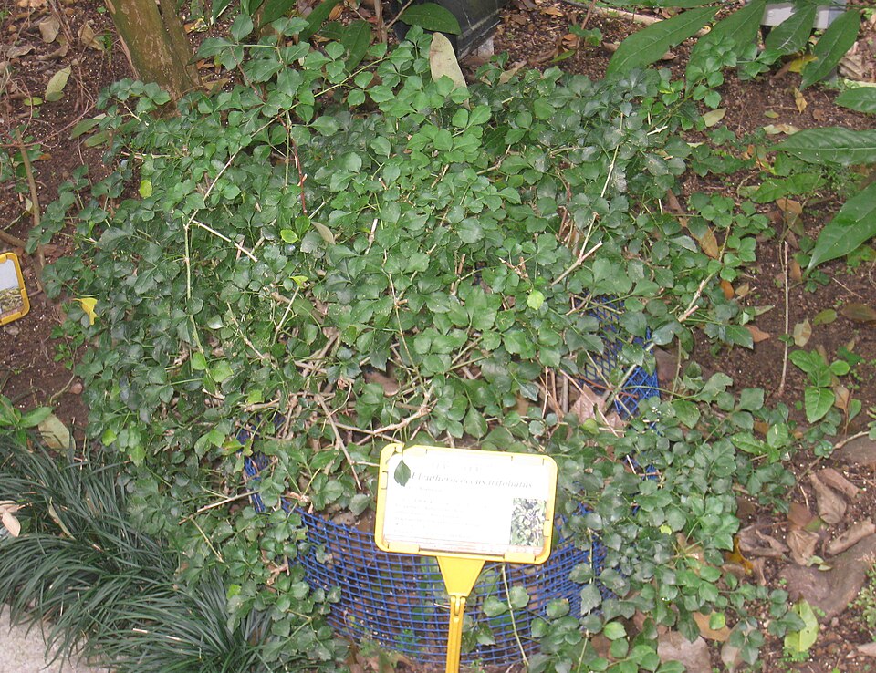 Eleutherococcus trifoliatus