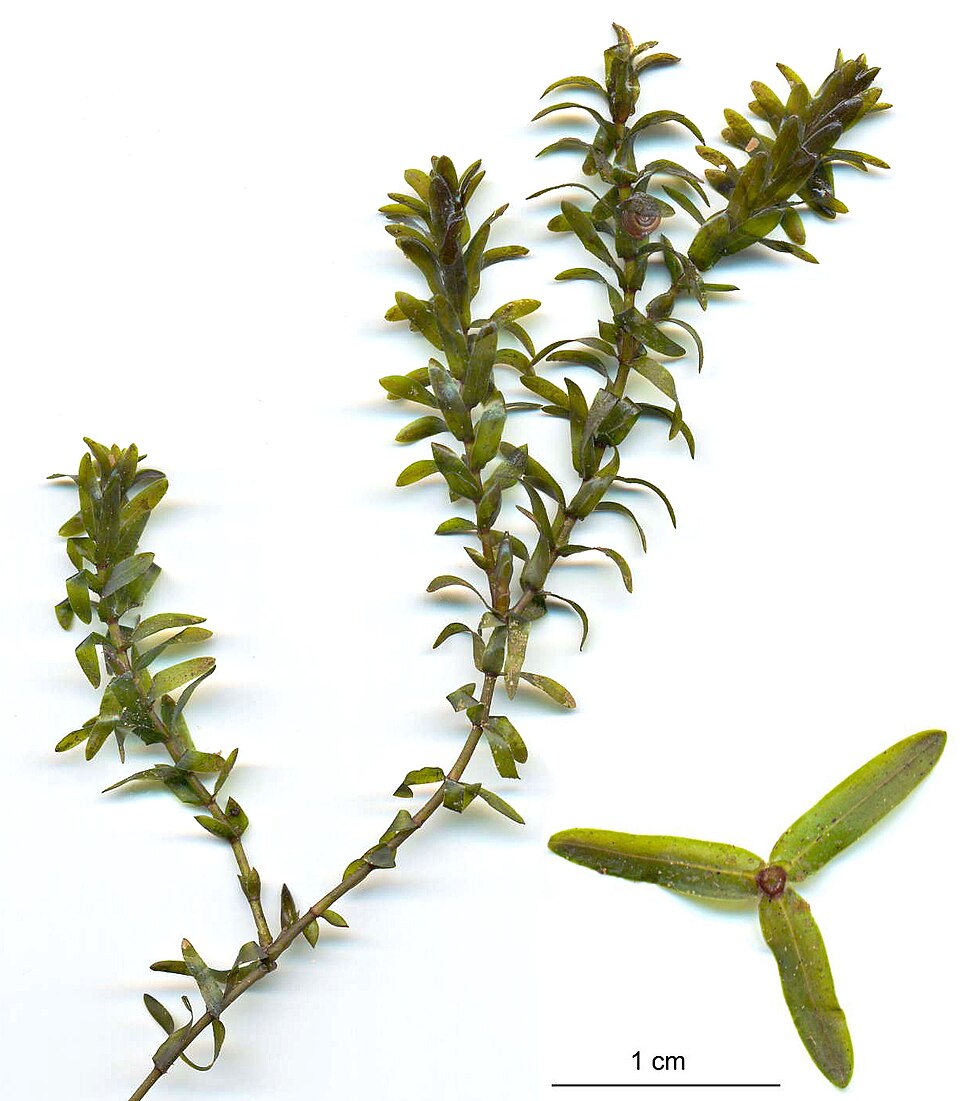Pondweed canadian
