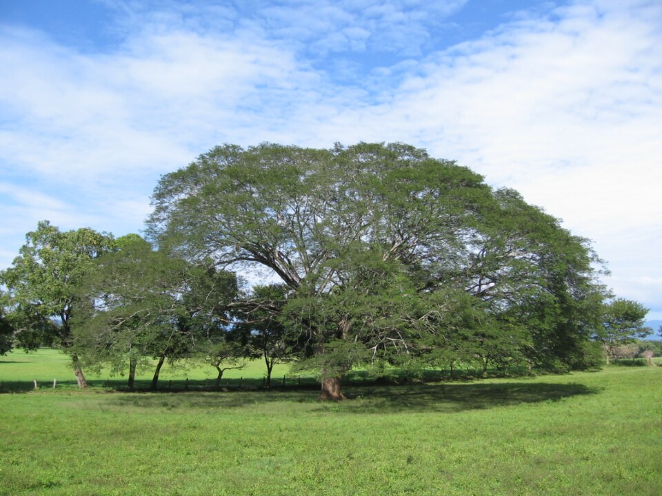 Urechea Diavolului