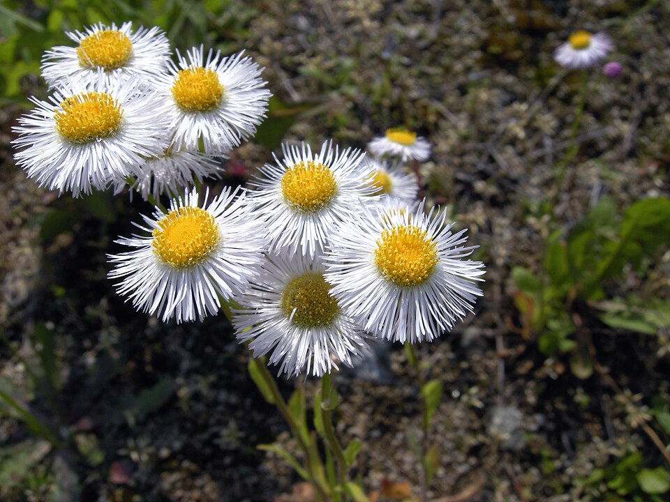 Fleabane anual — Erigeron annuus