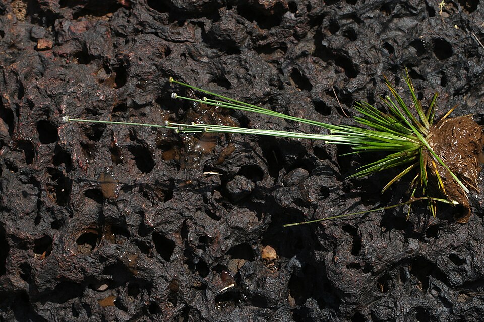 Pipewort cenușiu