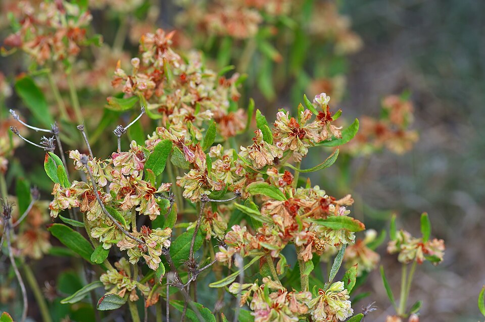 Antelope Sage