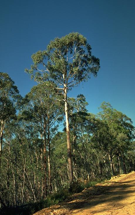 Frasin alpin — Eucalyptus delegatensis
