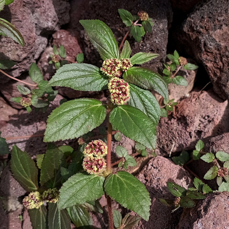 Astm weed