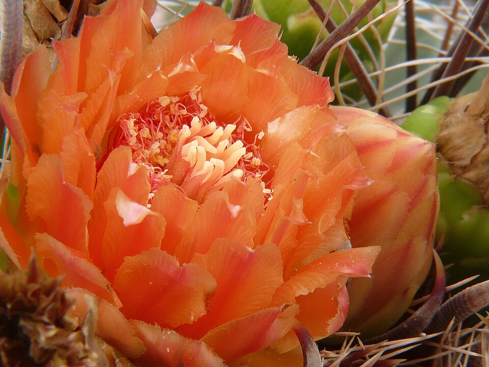 Cactus butoi din Arizona