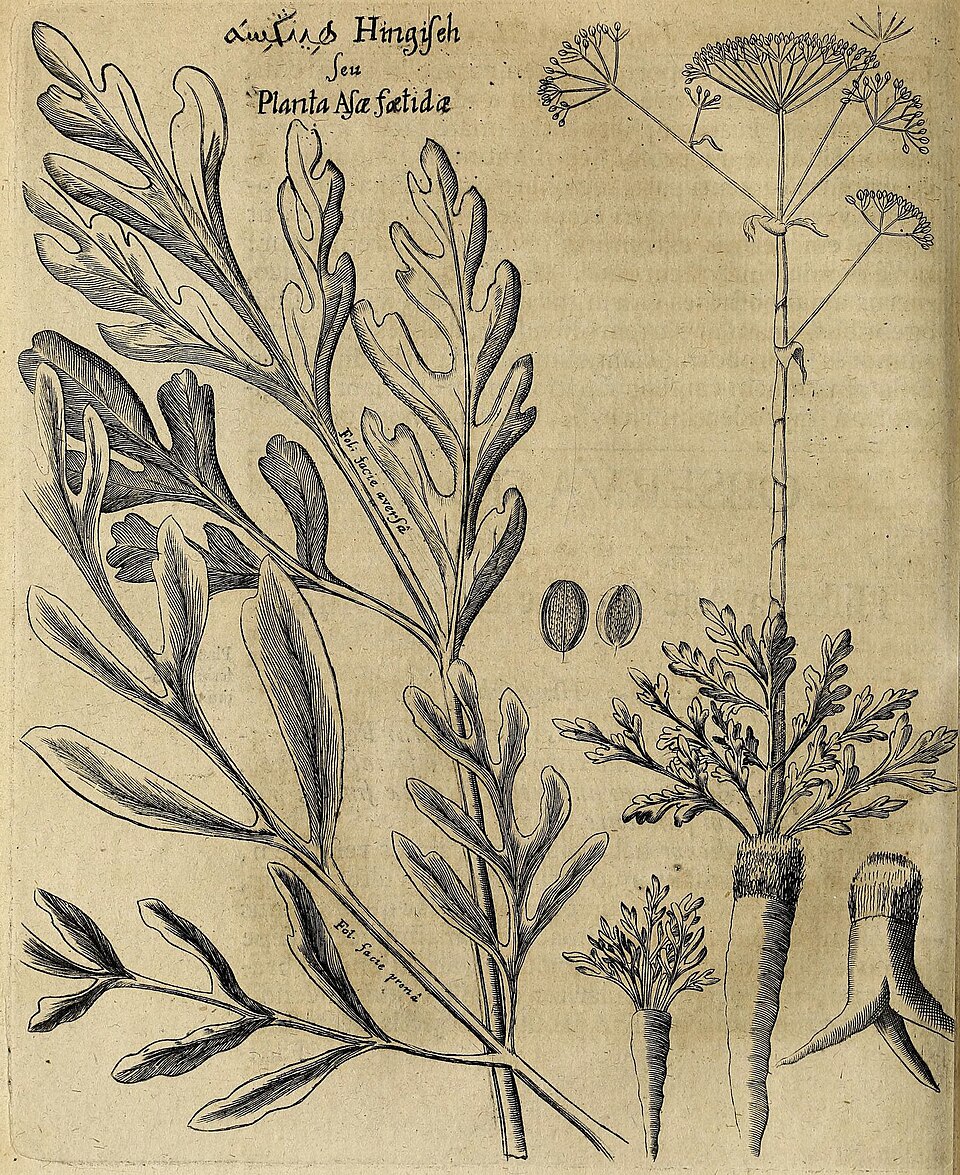 Asafoetida