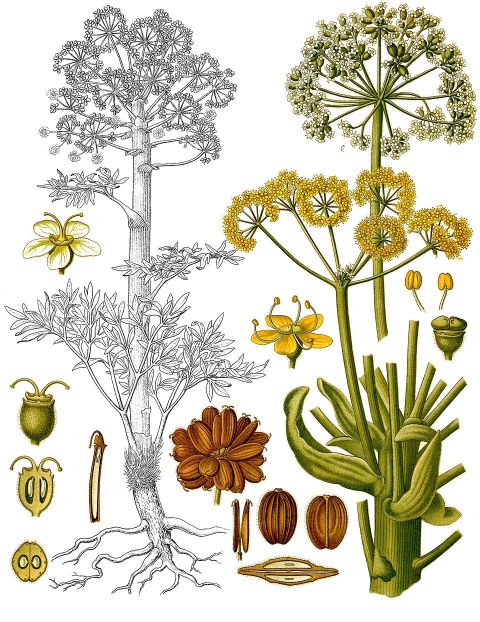 Asafoetida
