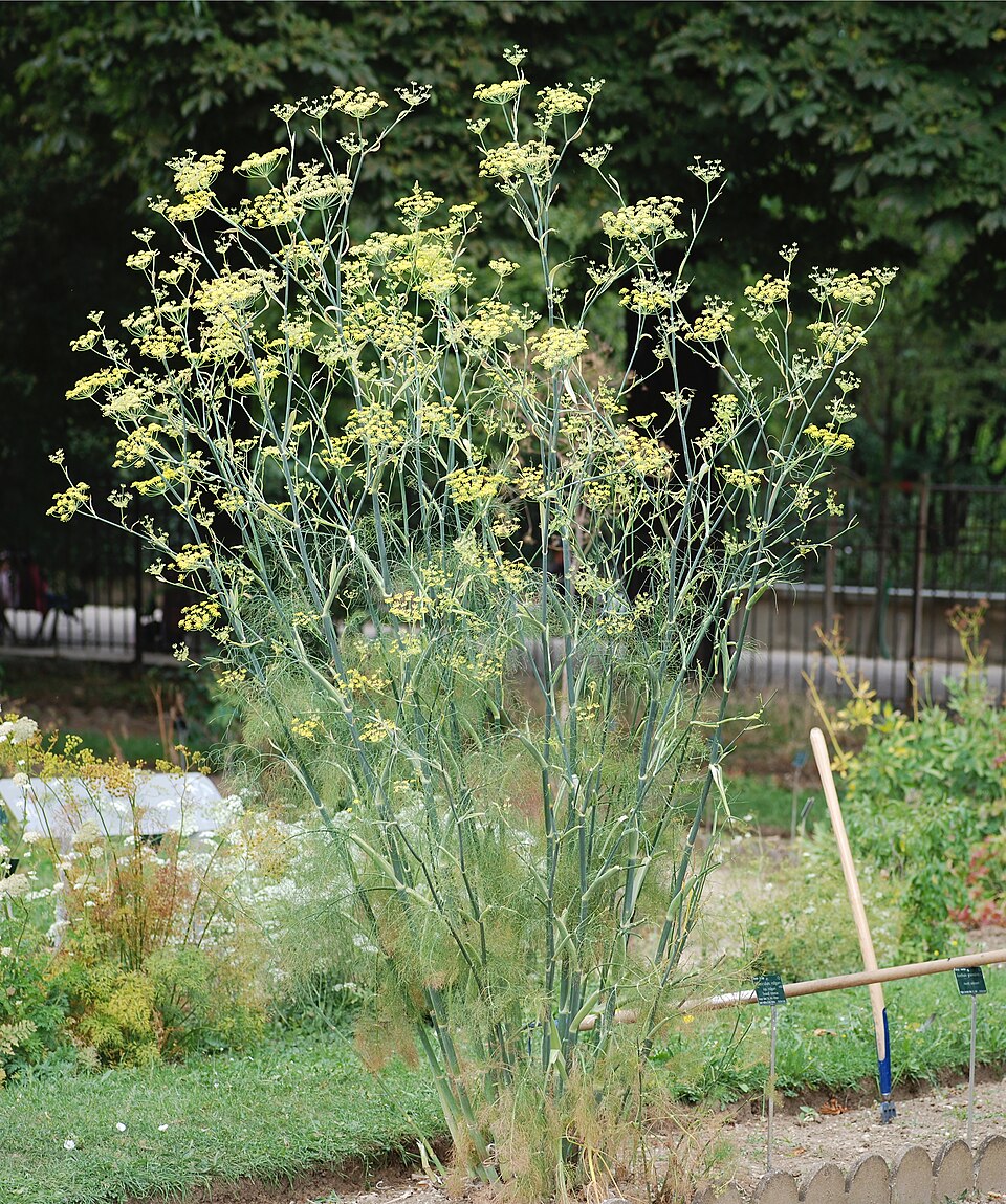 Fenicul — Foeniculum vulgare