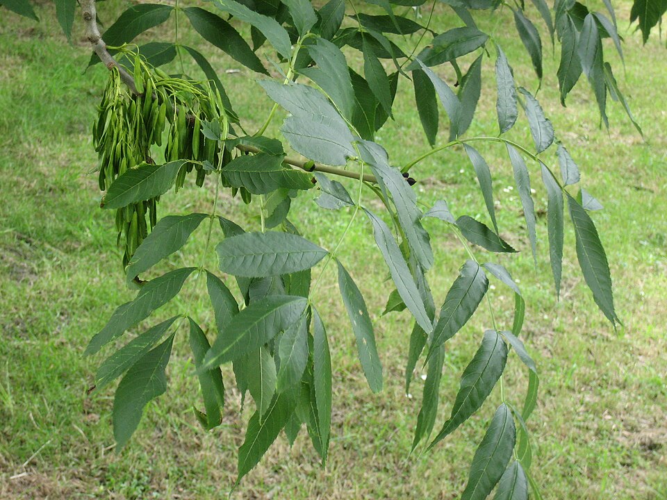 Frasin — Fraxinus excelsior