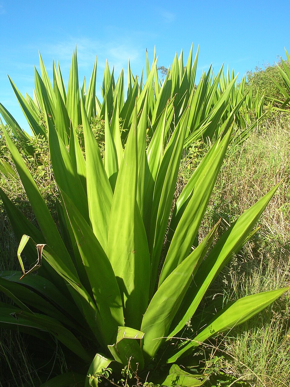 Cânepă de Mauritius