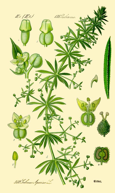 Cleavers — Galium aparine