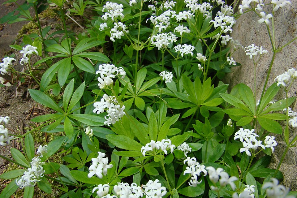 Vinariță — Galium odoratum