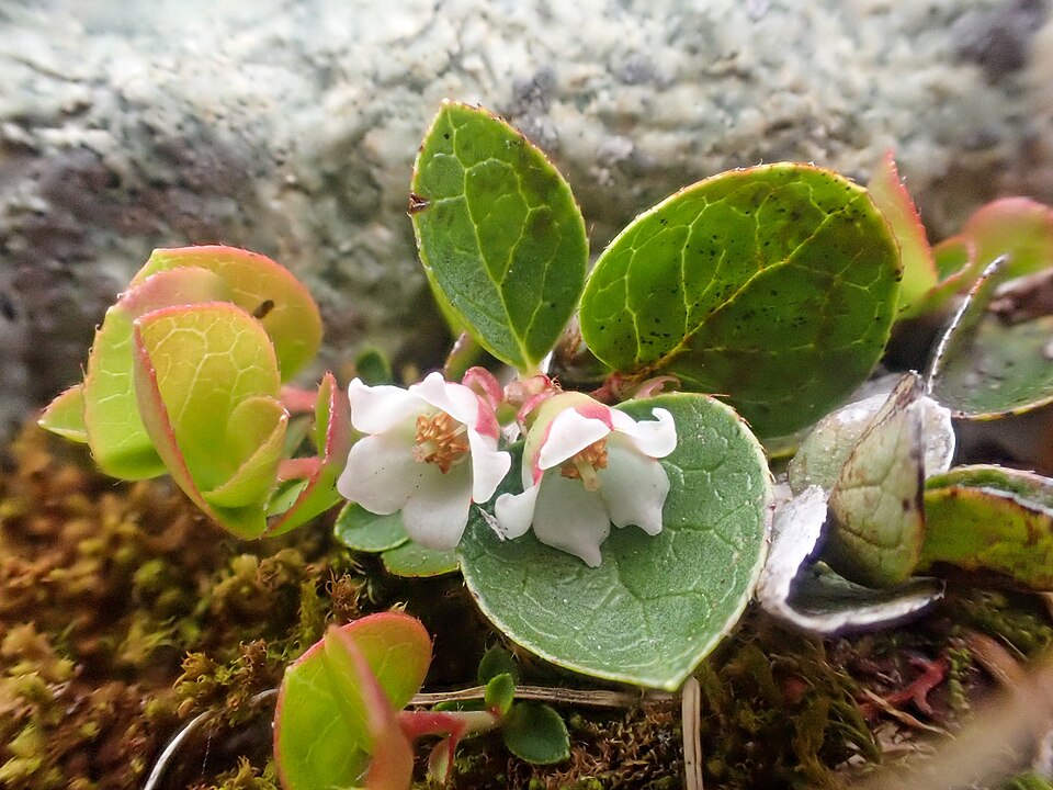 Iarna verde alpină — Gaultheria humifusa