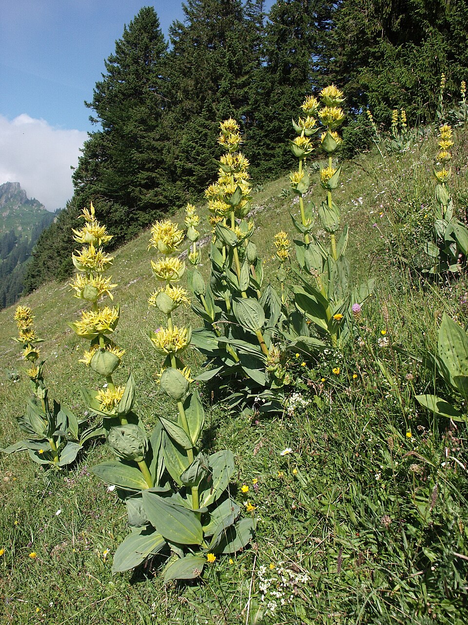 Ghințură galbenă — Gentiana lutea