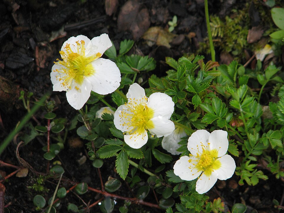 Avens aleutian