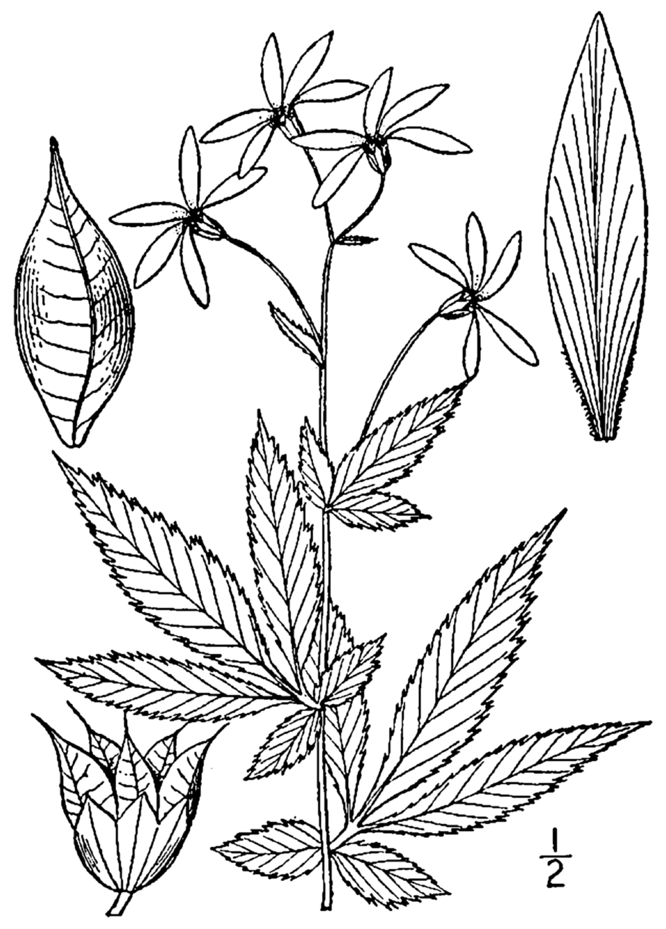 Ipecacuana americană