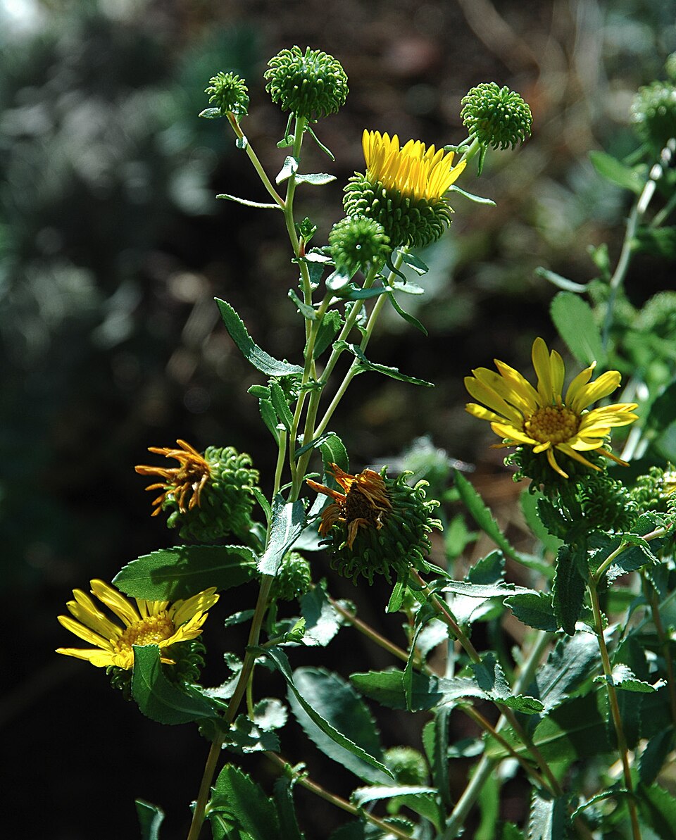 Gumweed curlycup