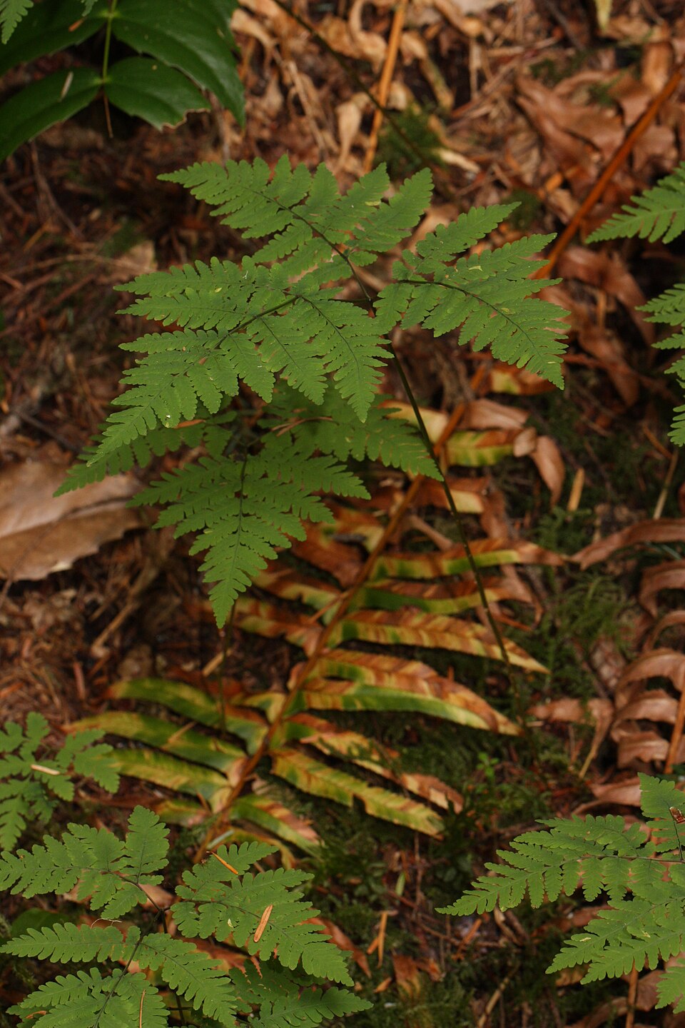 Feriga de stejar nordică — Gymnocarpium dryopteris