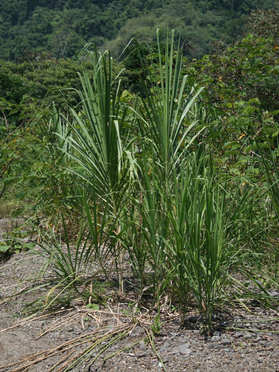 Iarba Uva