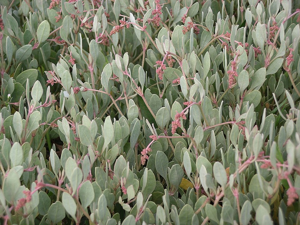 Sea Purslane — Halimione portulacoides
