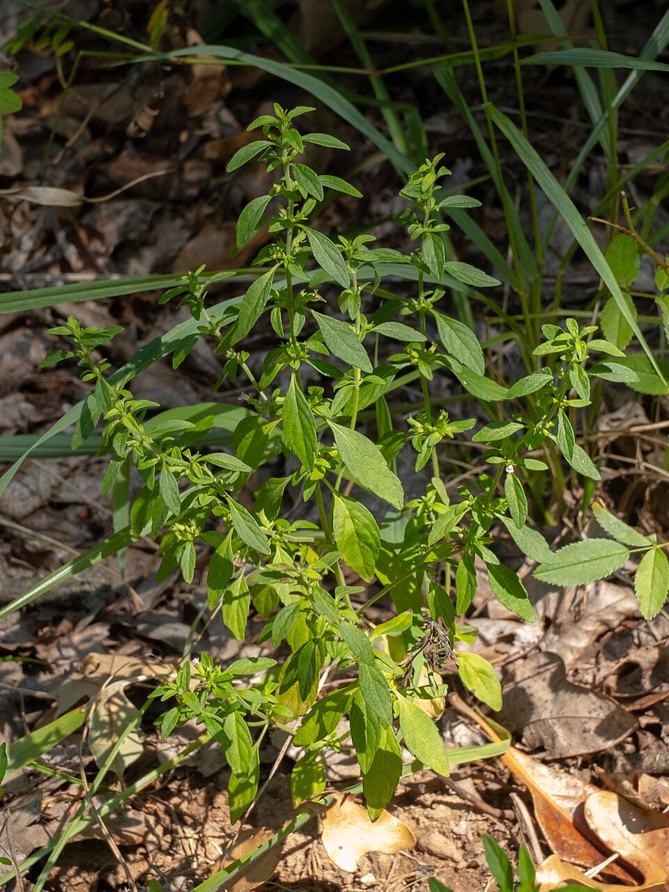 Pennyroyal american