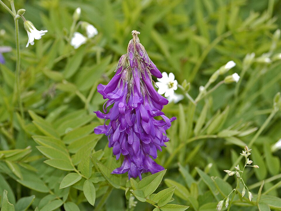 Caprifoi francez alpin — Hedysarum hedysaroides