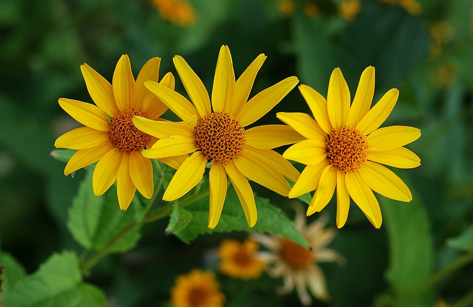 Floarea soarelui falsă — Heliopsis helianthoides