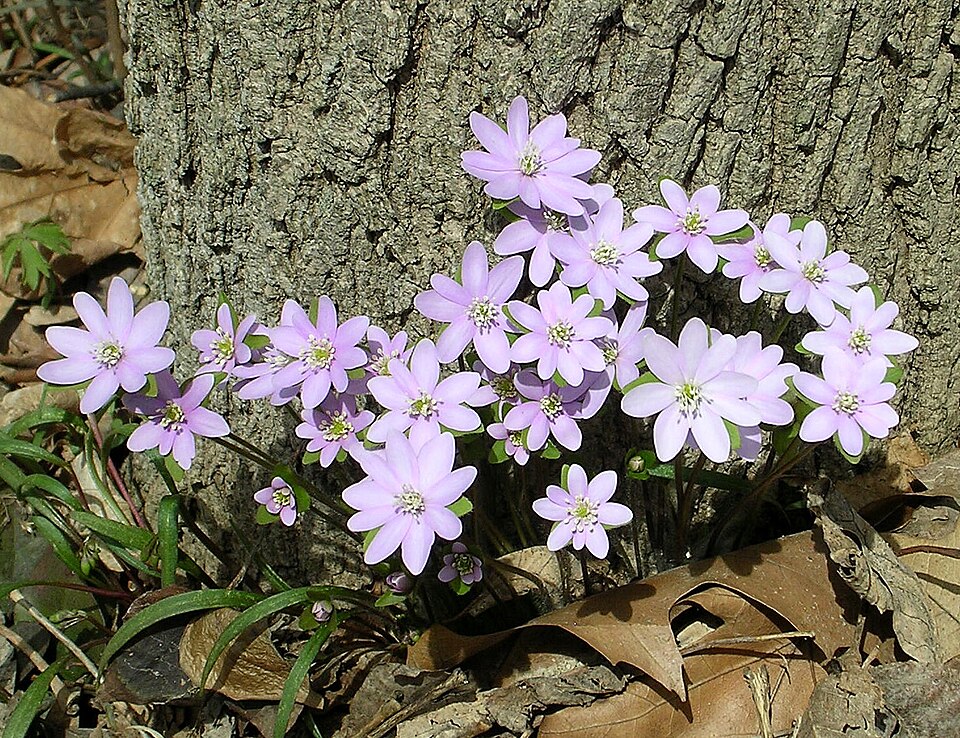 Hepatica americană