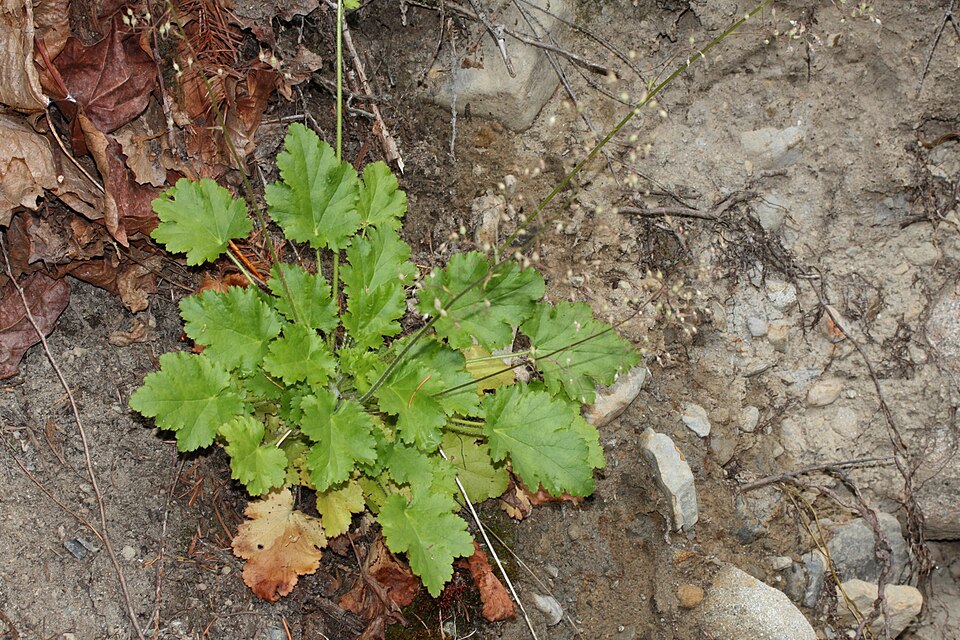 Alum Root