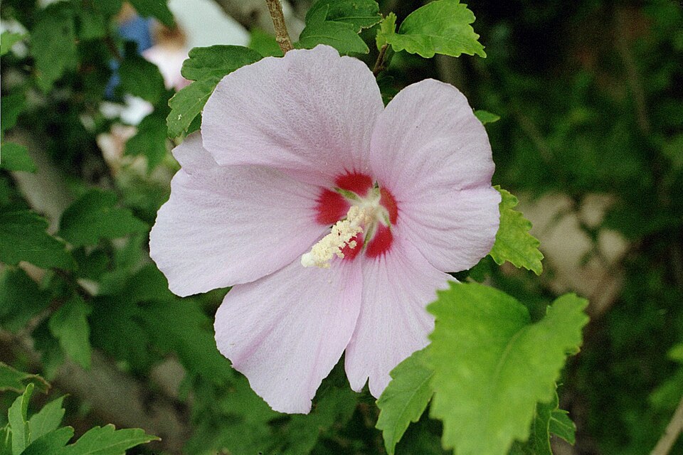 Rose Of Sharon