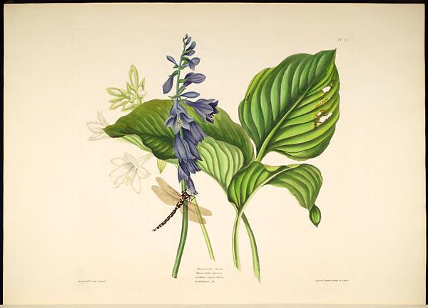 Crinul august — Hosta plantaginae