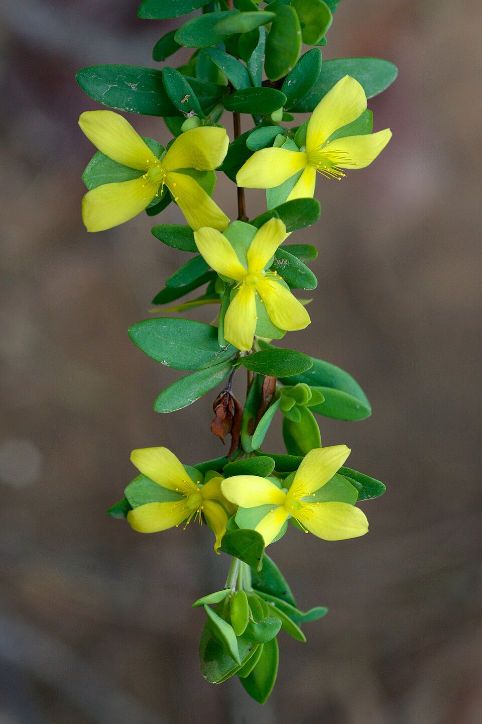 Crucea Sfântului Andrei — Hypericum hypericoides