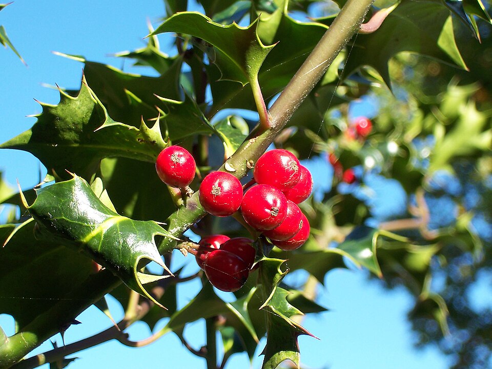 Ilice — Ilex aquifolium