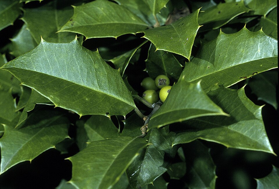 Ilex american