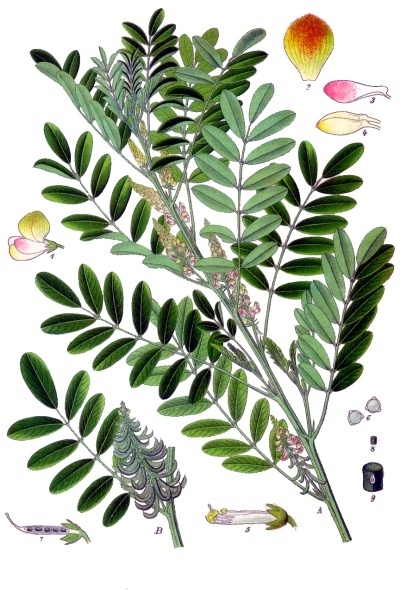 Indigo anil