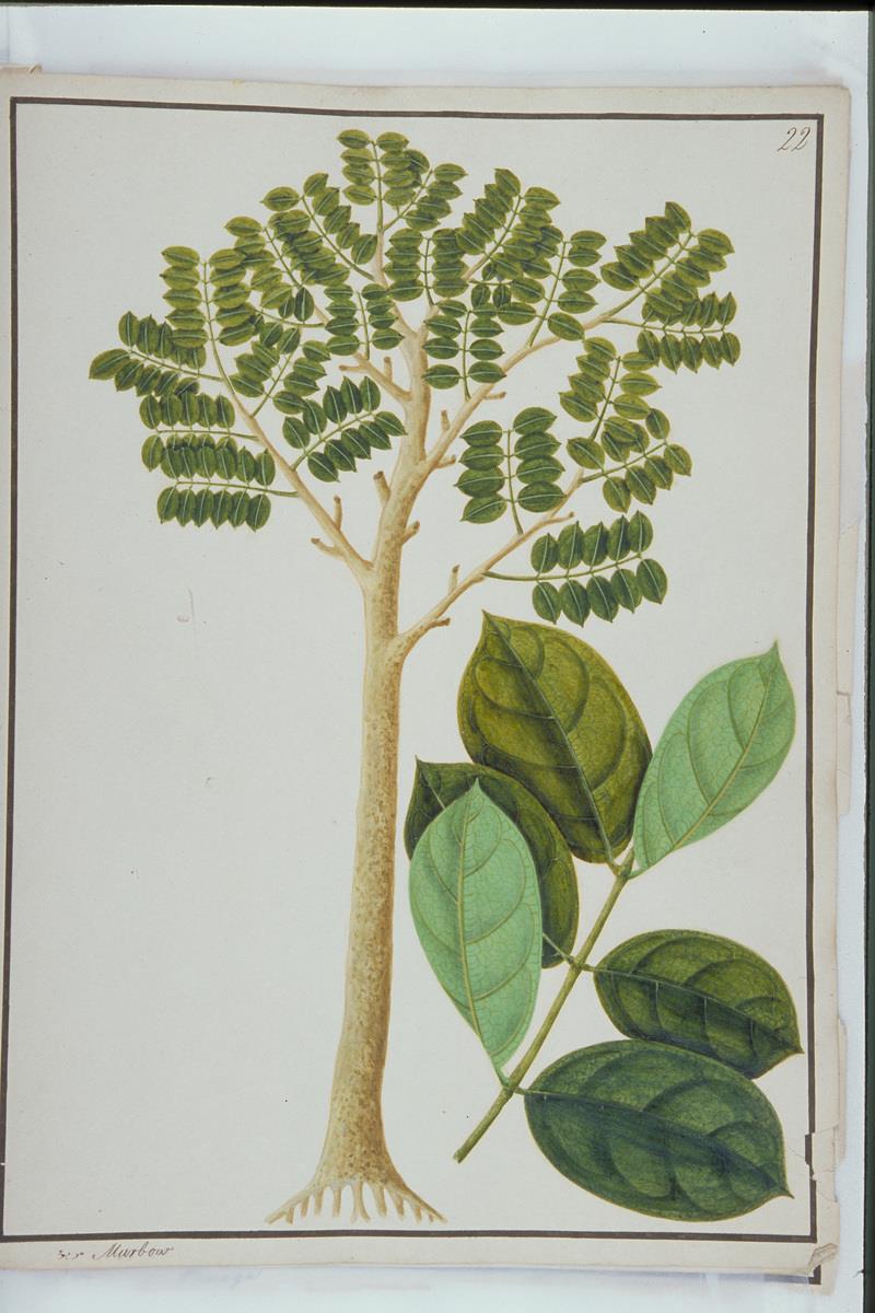 Teak de Borneo