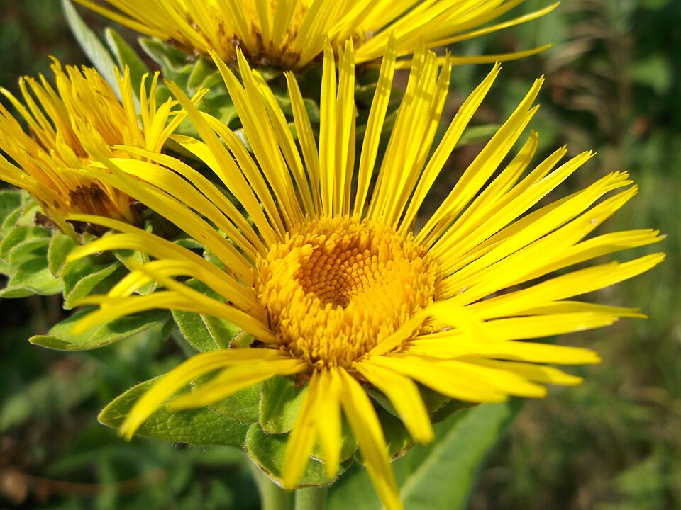 Elecampane — Inula helenium