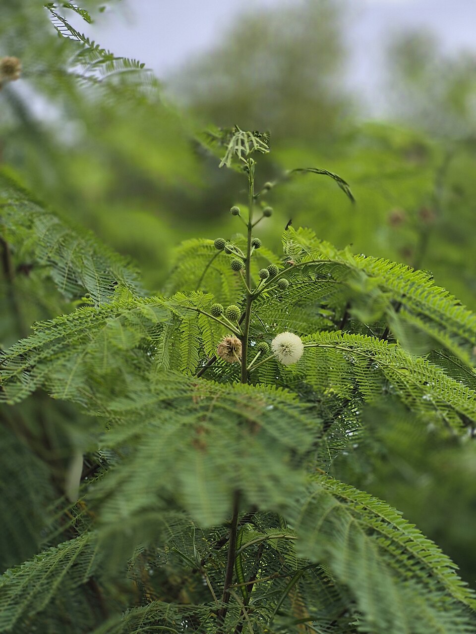 Leucaena