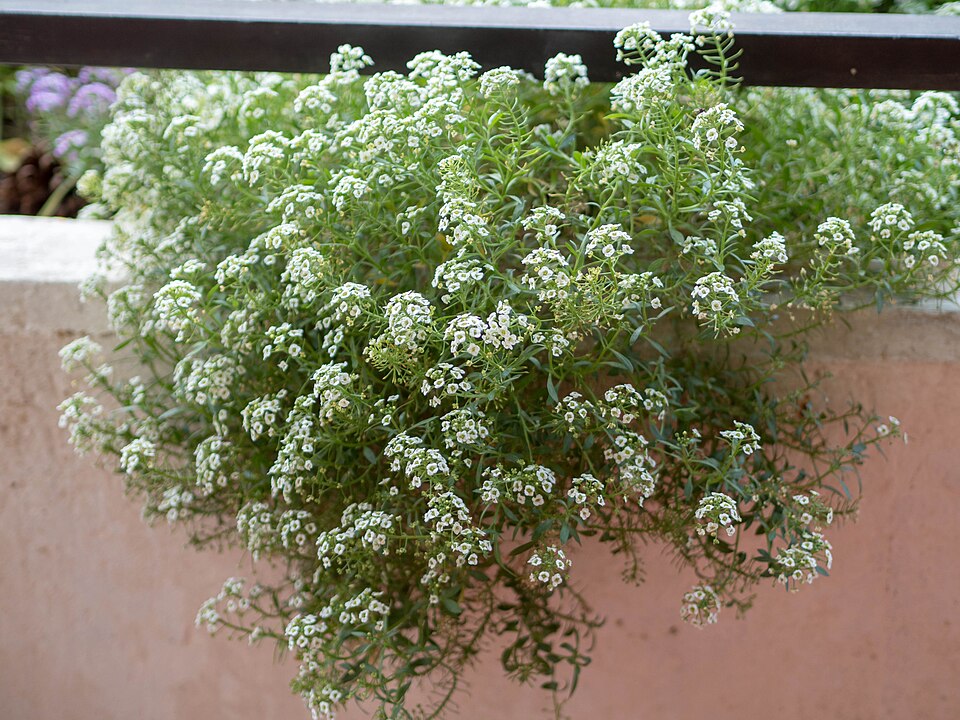 Alyssum dulce