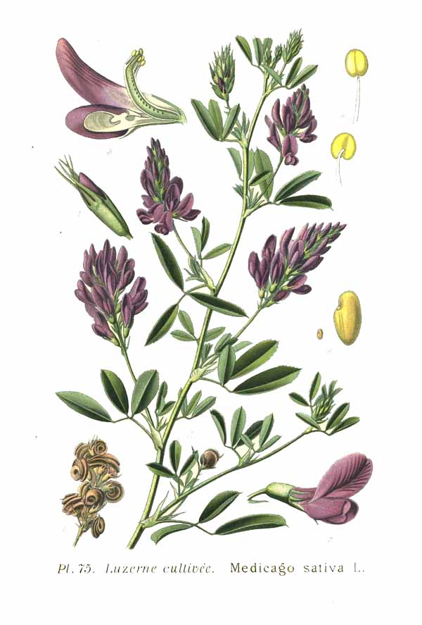 Lucernă