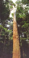 Itauba